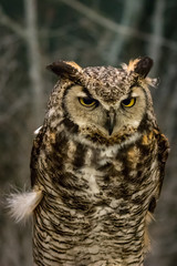 Owl