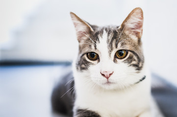 Portrait de chat tigré