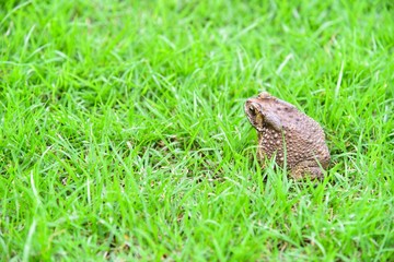 Wild Toad on Green Grass
