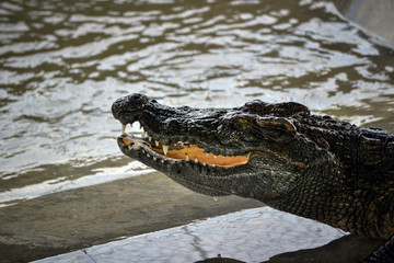 detail crocodile head with teeth on water on one thailand island