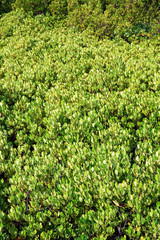 Close-up of Thung Kha Bay mangrove forest, Chumphon, Thailand