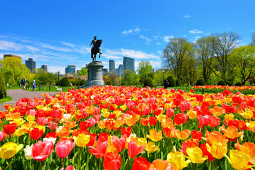Boston Public Garden tulips and George Washington Statue on a Beautiful Spring Day - obrazy, fototapety, plakaty
