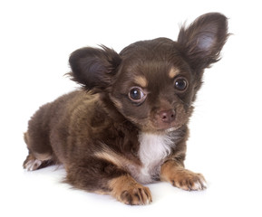 puppy chihuahua in studio