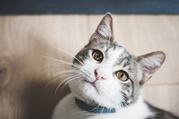 Regard d'un petit chat