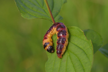 Holzbohrer