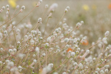 grass flower field close-up