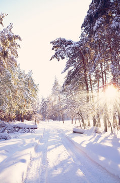 Winter forest covered with snow.Snowy pine trees in winter forest.Winter landscape.Winter day.Christmas,Winter holidays or New Year concept.Vintage filtered.