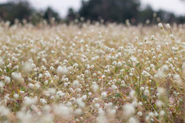 grass flower field close-up