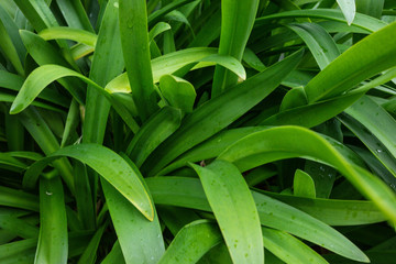 Obraz premium agapanthus praecox called love flower from south africa with small rain drops