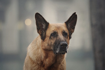 Ein Deutscher Schäferhund in Venedig