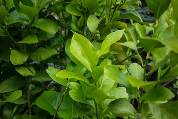 leaf of citrus limon ideal from background