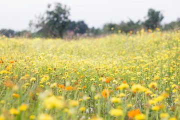 Obraz premium yellow flower field