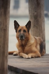  Ein Deutscher Schäferhund in Venedig