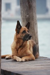  Ein Deutscher Schäferhund in Venedig