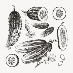Ink drawn cucumbers