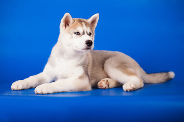 blue-eyed puppy of breed Siberian husky on blue background