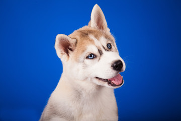 blue-eyed puppy of breed Siberian husky on blue background