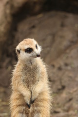 ミーアキャット