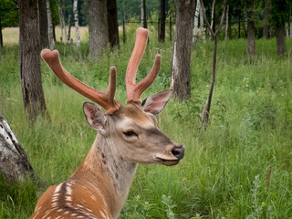 A young Red deer stag