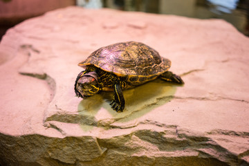 turtle sitting on stone with red light shining