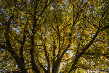 Hojas, tronco,mirando al cielo desde el interior del roble en otoño