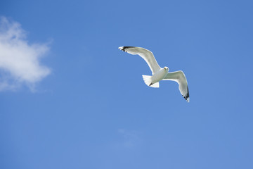 Fliegende Möwe am blauen Himmel