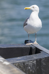 Möwe