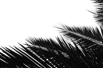 Fototapeta premium silhouette of palm coconut leaf isolated on white background