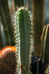 Tall Cactus indoors