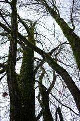 Fototapeta premium tree trunk of cercidiphyllum japonicum cake tree