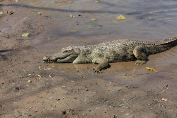sacred crocodile, Burkina Faso