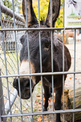 black donkey behind fence front view