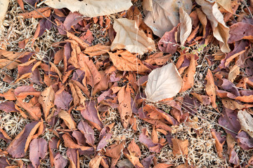 Dry fallen leaves on ground autumn background