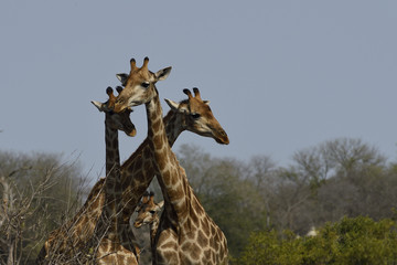 Giraffes (Giraffa camelopardalis) in Kruger National Park, South Africa