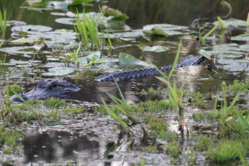 closeup of freshwater crocodile