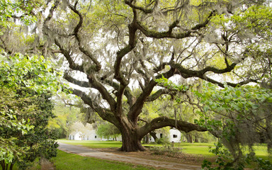 A Mighty Oak at Magnolia Plantation