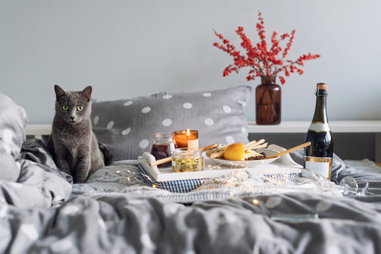 Breakfast in bed, a tray with cheese, grissini, jam from young fir cones, champagne and a candle. Gray cat in bed. Christmas morning. Honeymoon. No people.