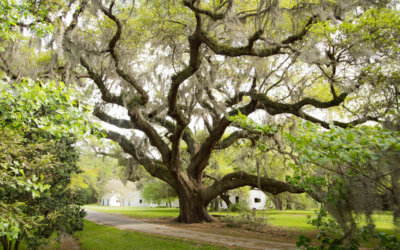 A Mighty Oak At Magnolia Plantation