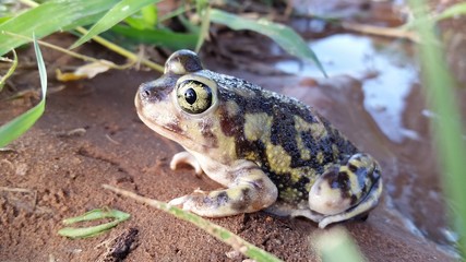 Couch's Spadefoot Toad in South Texas Desert After Rainstorm,  Scaphiopus couchii