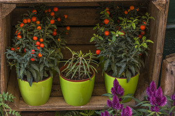 Flower shop and plants a street of old Madrid