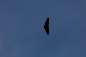 Condor flying  in Peru