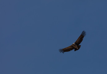 Condor flying  in Peru