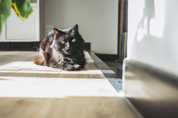 Chat noir couché