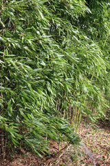 Obraz premium Bamboo cane plant