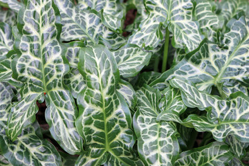 Italian arum leaves