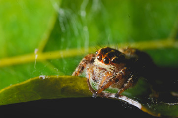 Spiders jumping orange in nature in macro view.