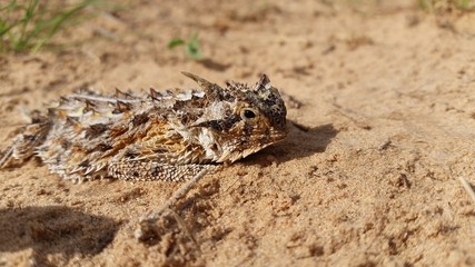Texas Horned Lizard in Desert Close Up, Horny Toad, Phrynosoma cornutum