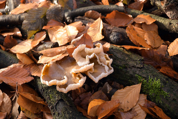 waldboden