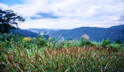 Fototapeta na wymiar Focused grass with blurred scenery in the back