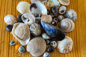Collection of Sea Shells on wooden background